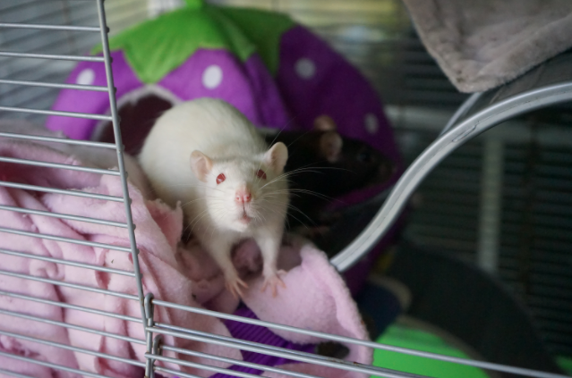 wyposażenie klatki dla szczura