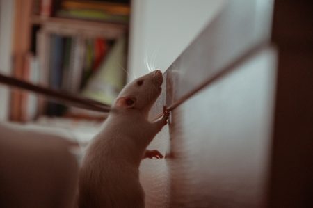 wymiary klatki dla szczura
