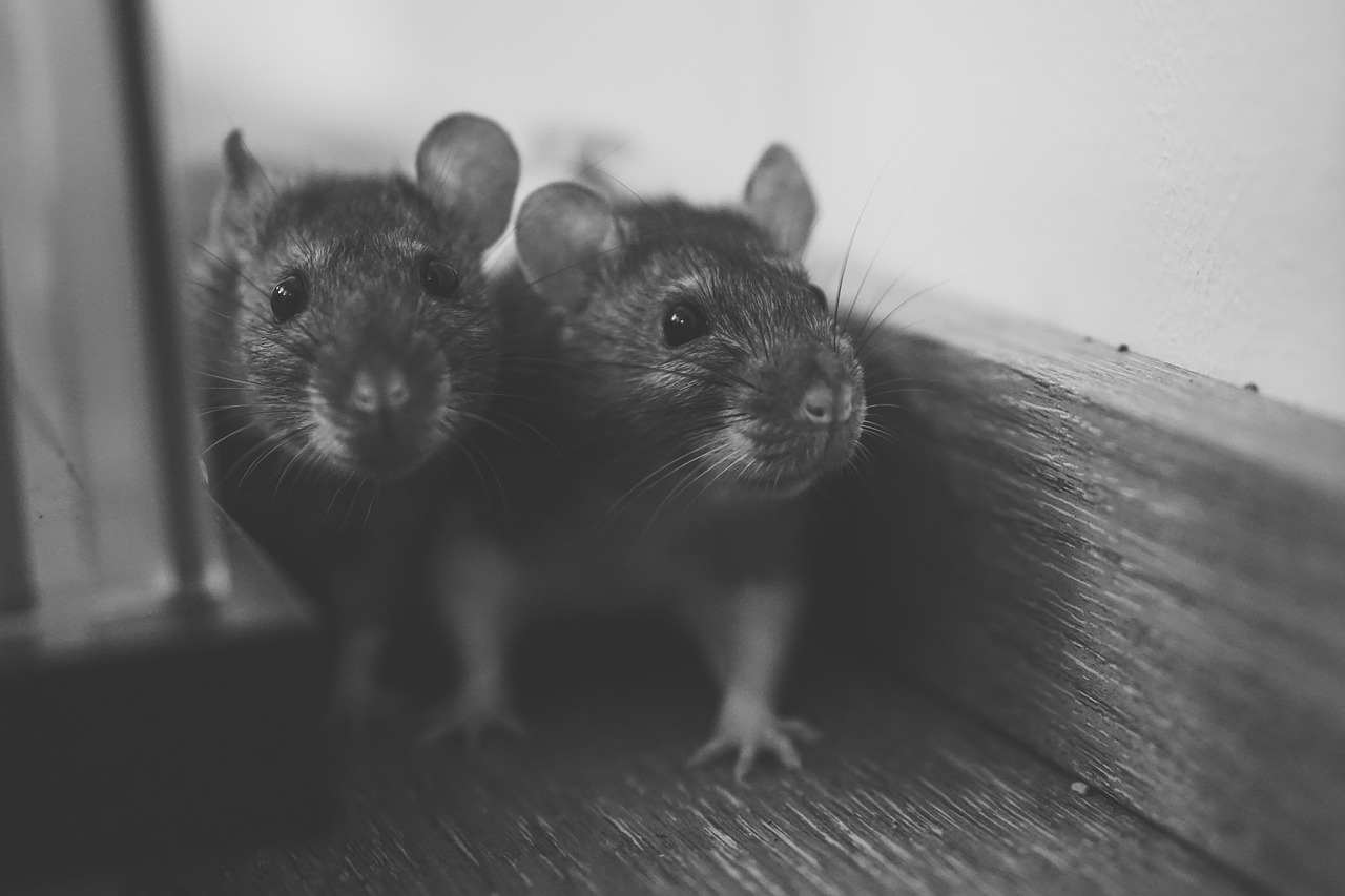 łączenie szczurów