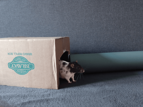 szczur w kartonie na tle rurki
