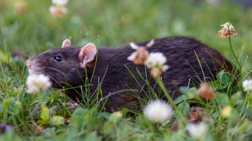 szzczur w trawie