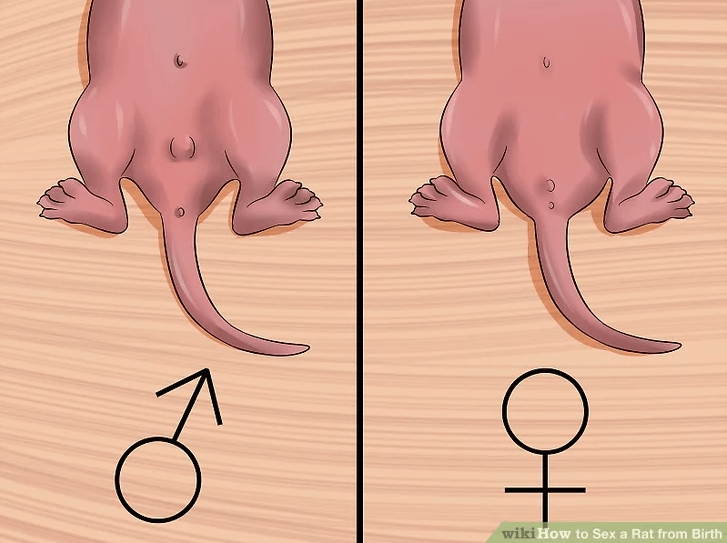 szczur samiec czy samica