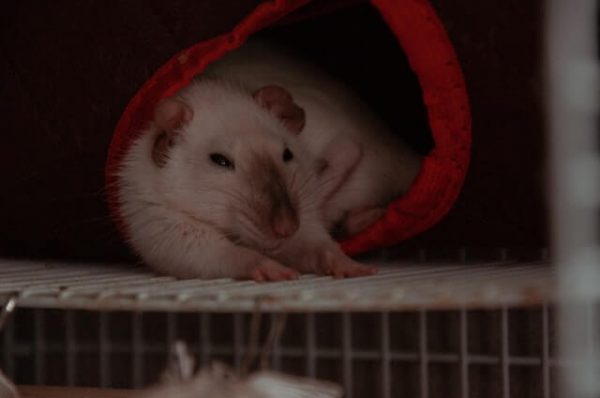 szczur samiec czy samica
