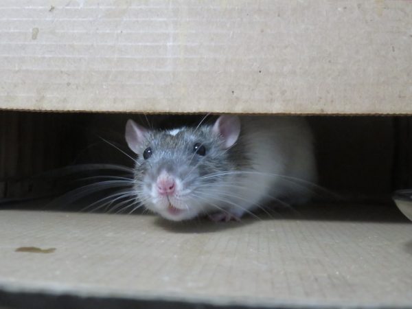 Przeziębienie u szczura