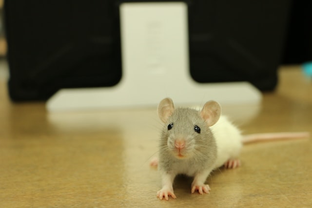 jak zwiększyć odporność u szczura