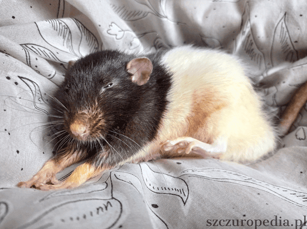 guz przysadki u szczura leczenie