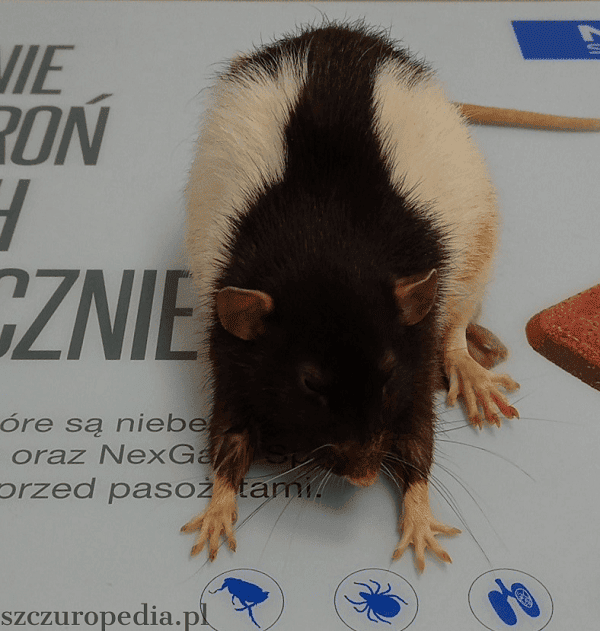 guz przysadki u szczura leczenieguz przysadki u szczura objawy
