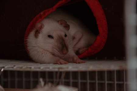 eutanazja szczura