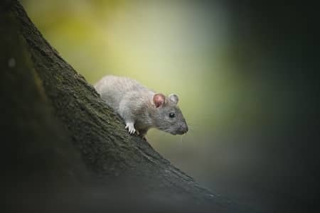 choroby przenoszone przez szczury domowe