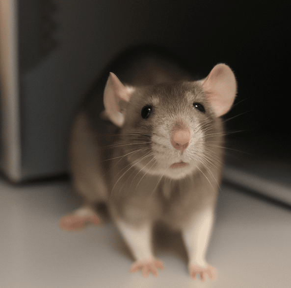 jak zapewnić szczurom aktywność fizyczną