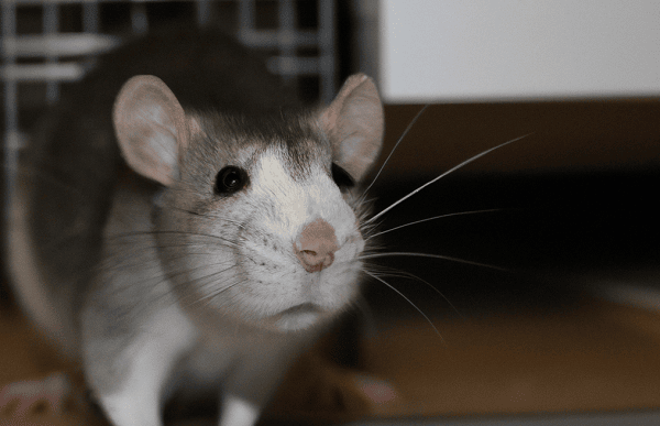jak zapewnić szczurom odpowiednio dużo ruchu