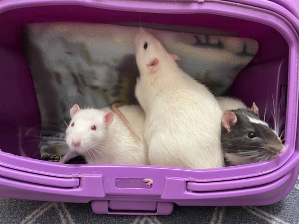 szczurze ciekawostki